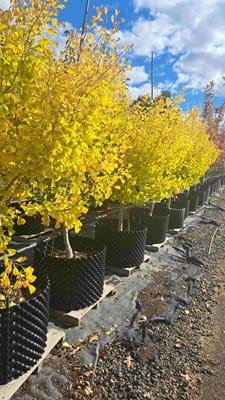 Ginkgo biloba fastigiata