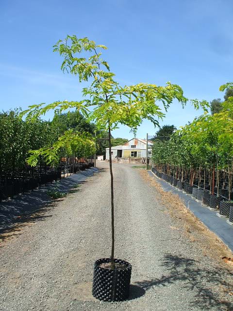 Gleditsia triacanthos Limegold-LIME GOLD HONEY LOCUST