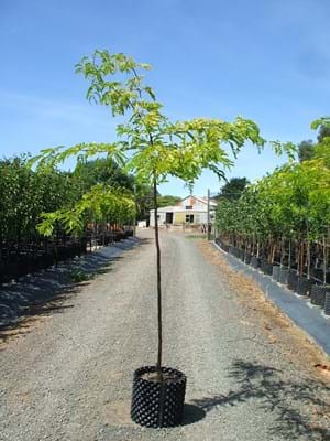 Gleditsia triacanthos Limegold-LIME GOLD HONEY LOCUST
