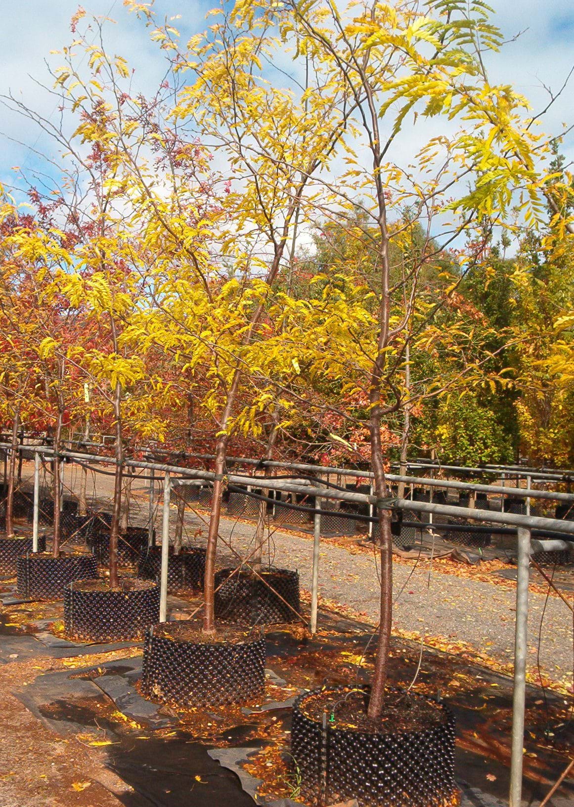 Gleditsia triacanthos Shademaster