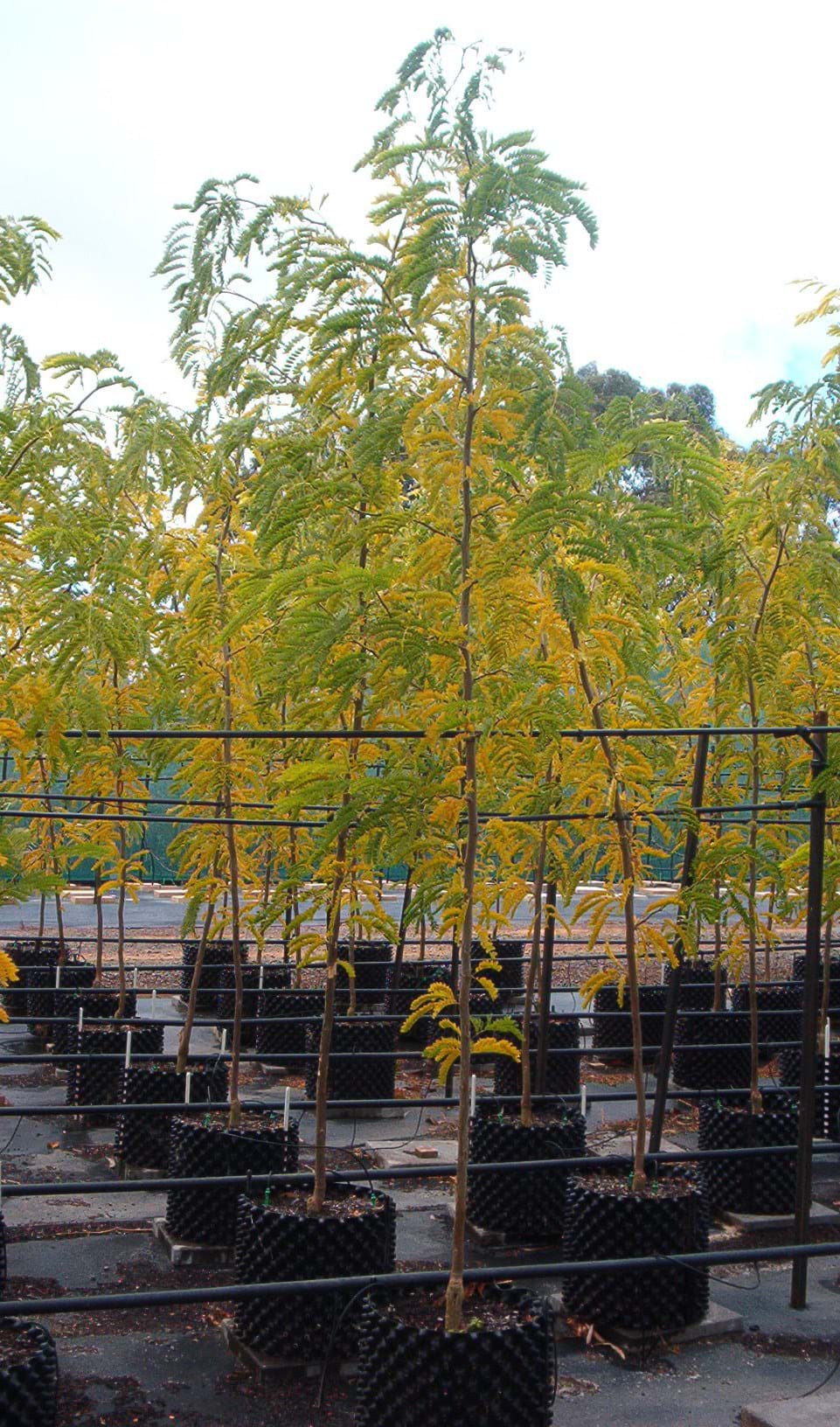 Gleditsia triacanthos Sunburst