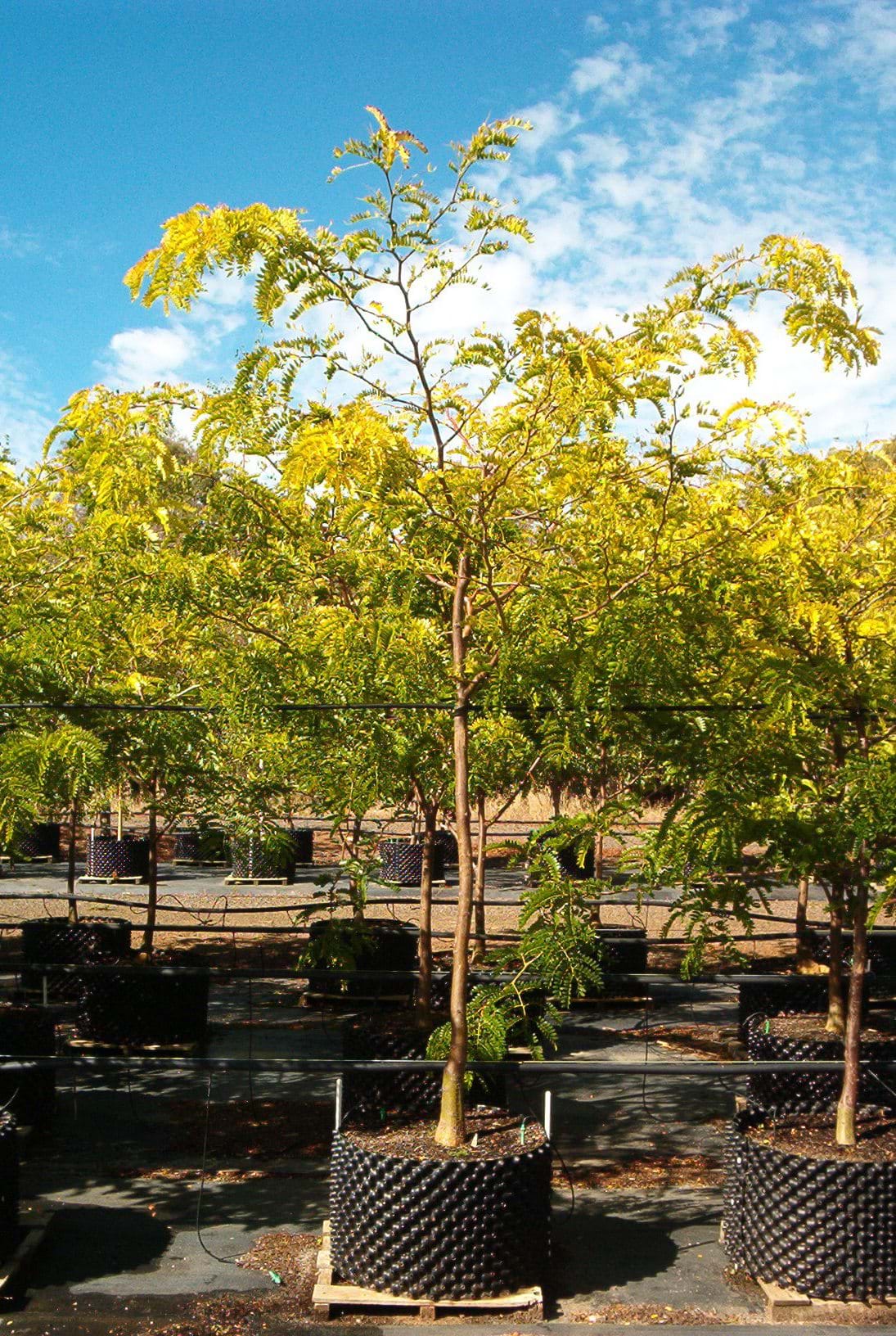 Gleditsia triacanthos Sunburst