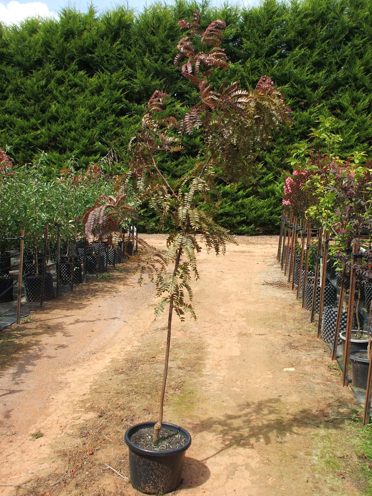 Gleditsia triacanthos Ruby Lace-PURPLE HONEY LOCUST