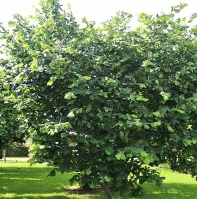 Hazelnut Barcelona mature example