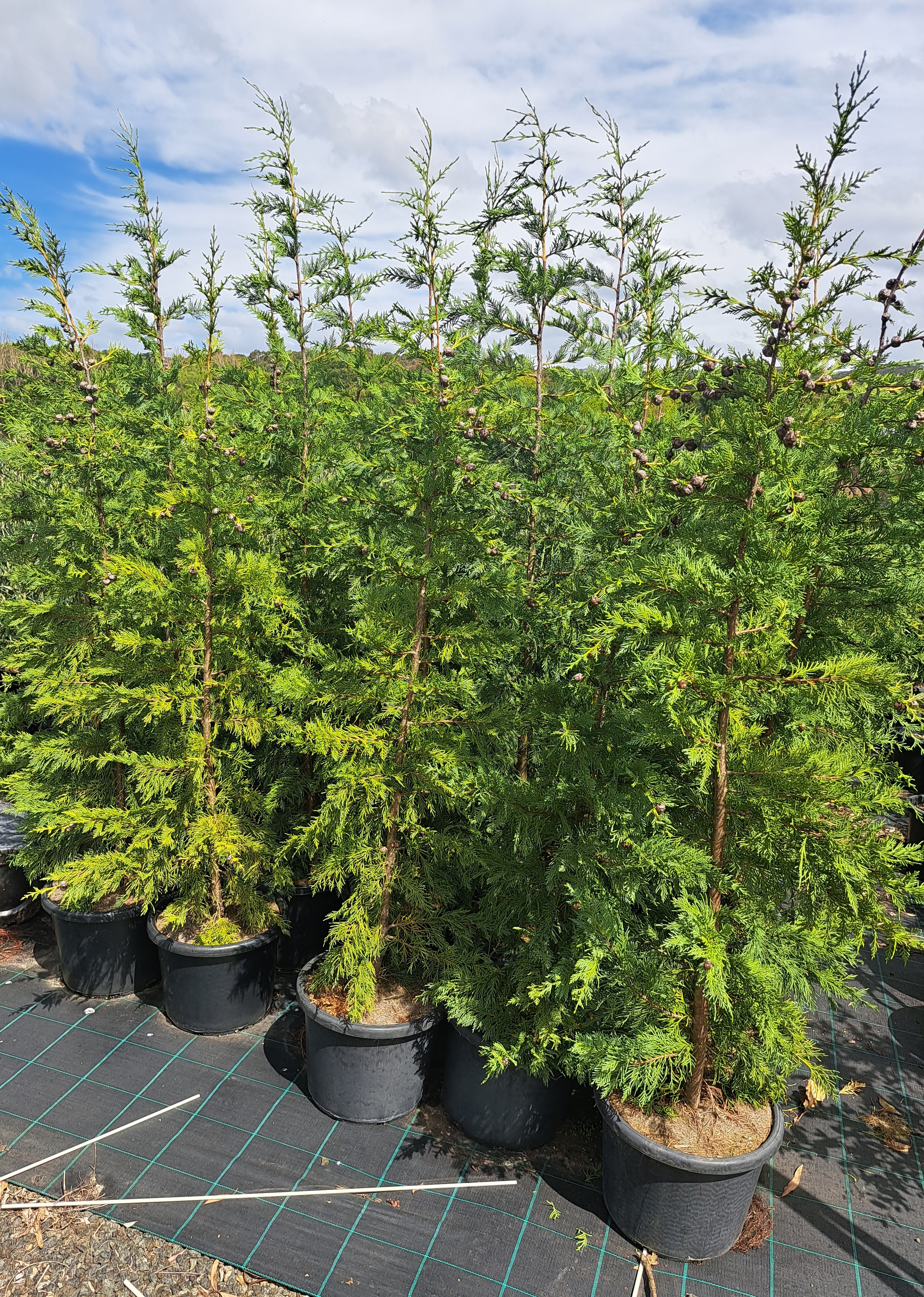 Juniperus Spartan 30cm