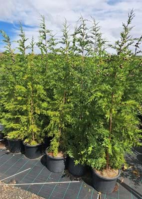 Juniperus Spartan 30cm