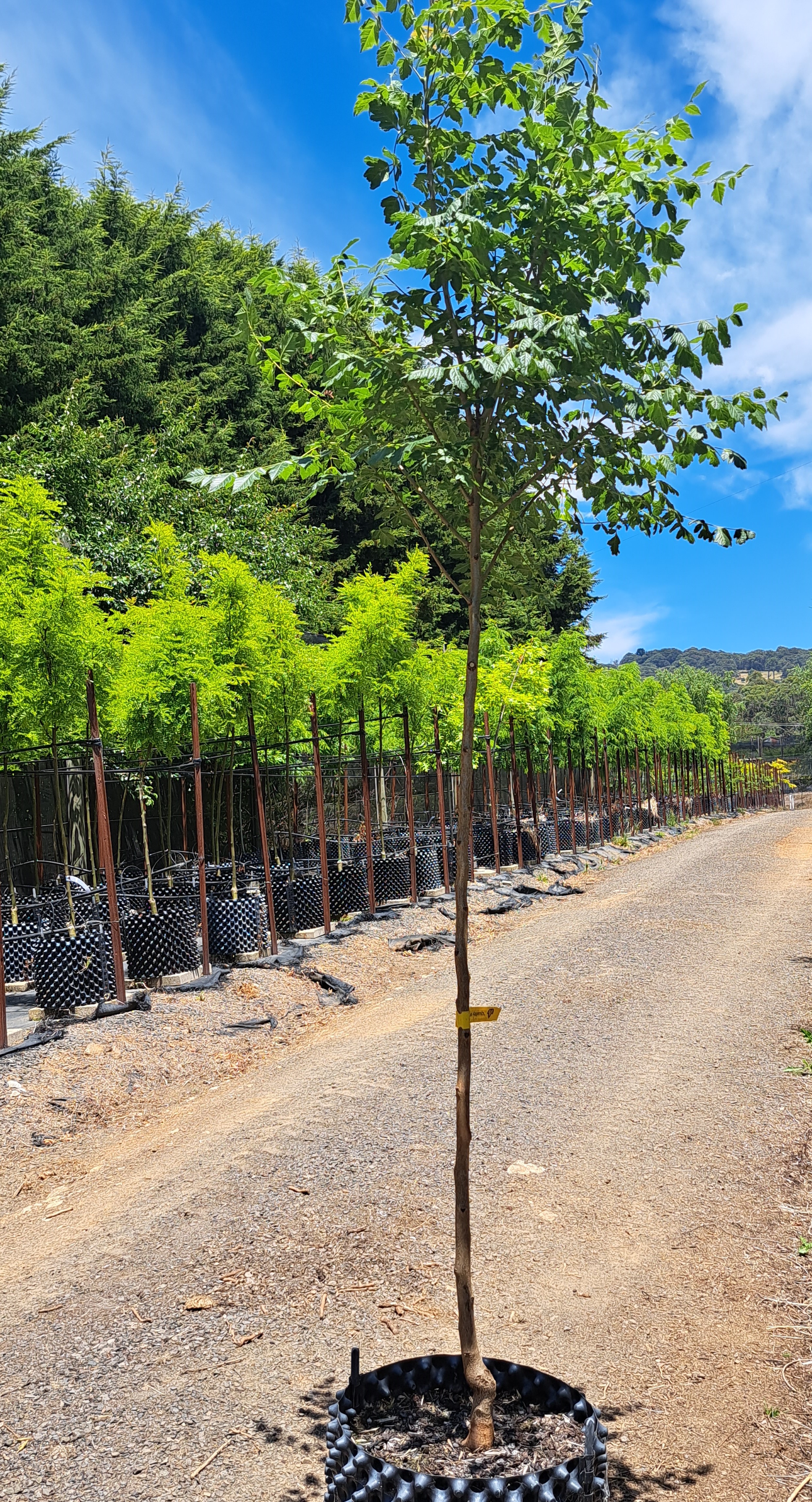 Golden rain tree Koelrevteria paniculata