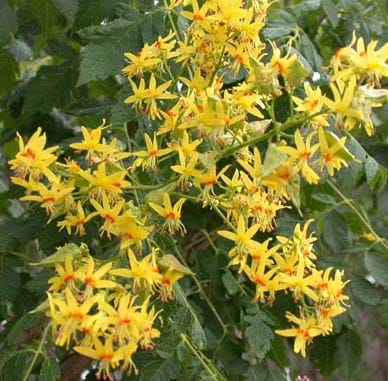 Keolrevteria paniculata Golden rain tree
