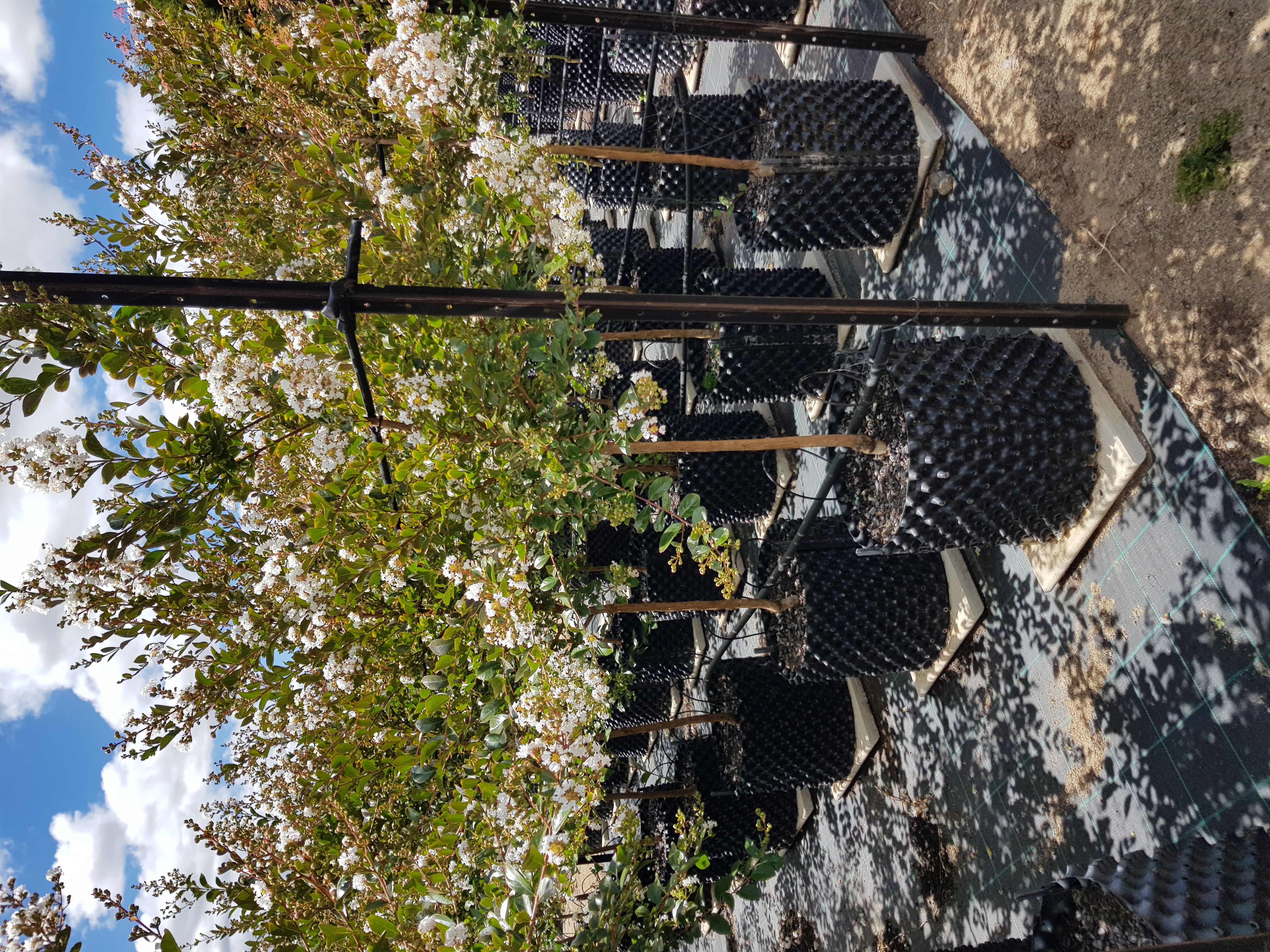 Lagerstroemia indica Acoma