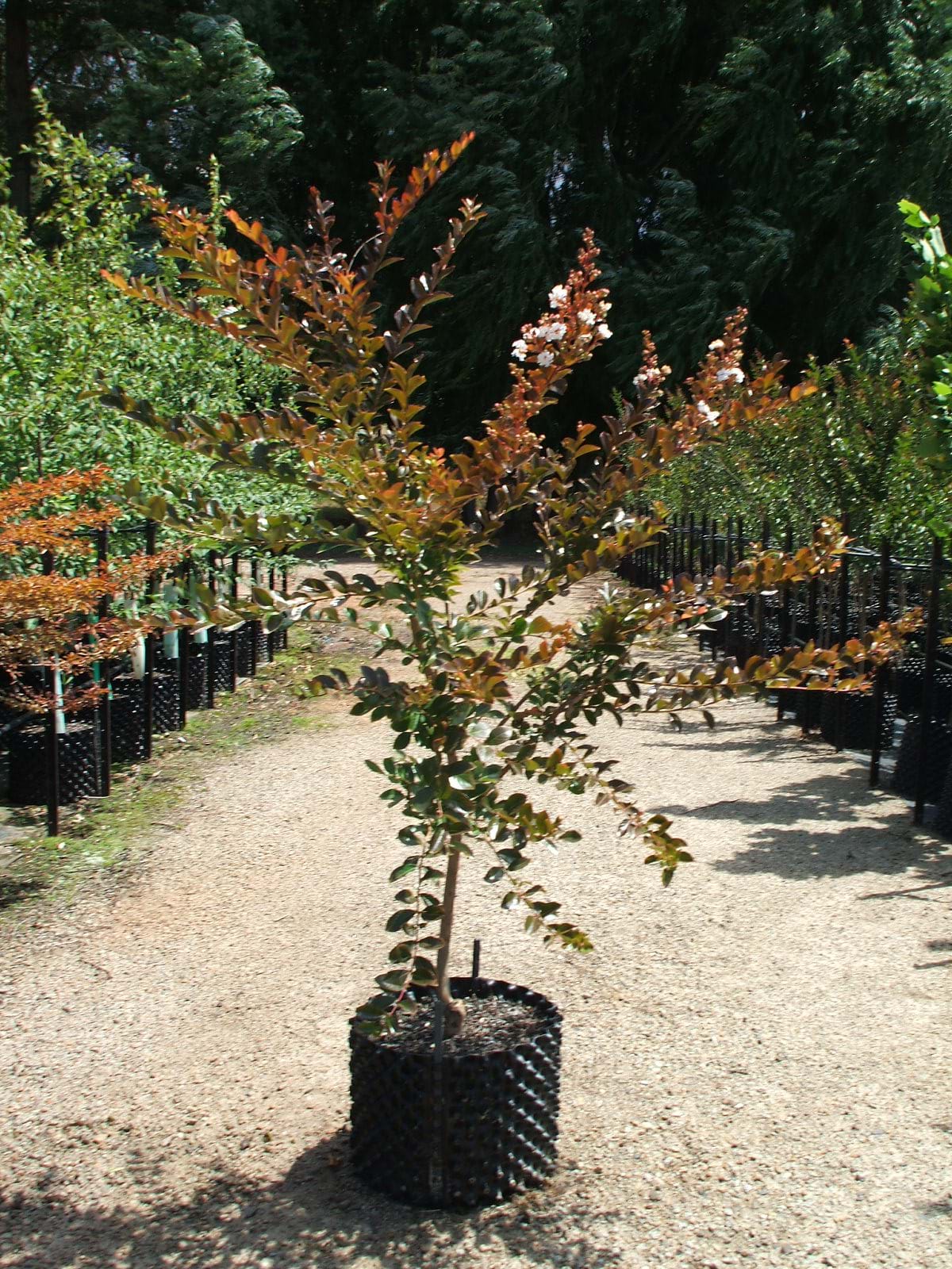 Lagerstroemia indica Acoma- Crepe Myrtle