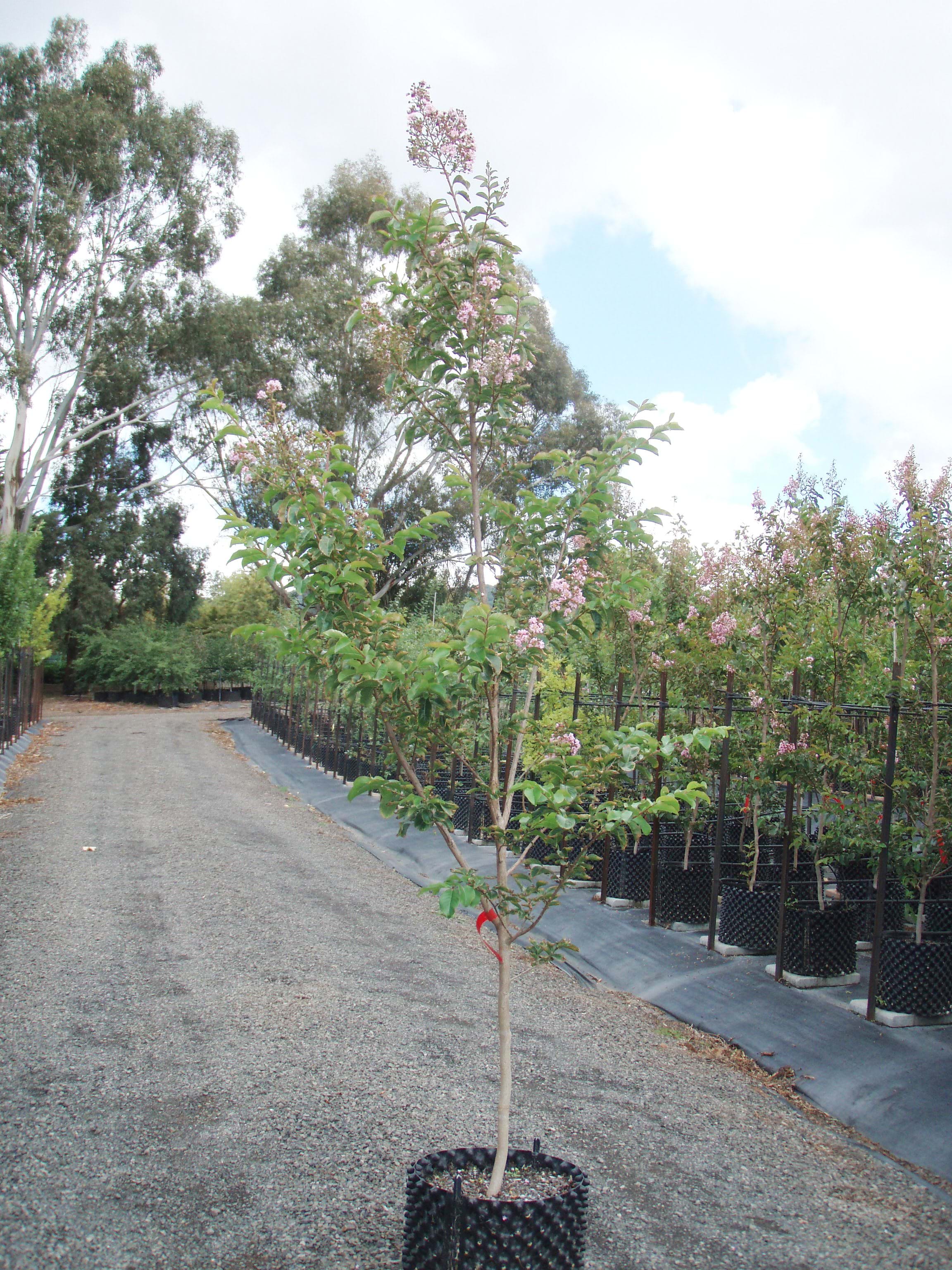 Lagerstroemia indica Biloxi-crepe Myrtle