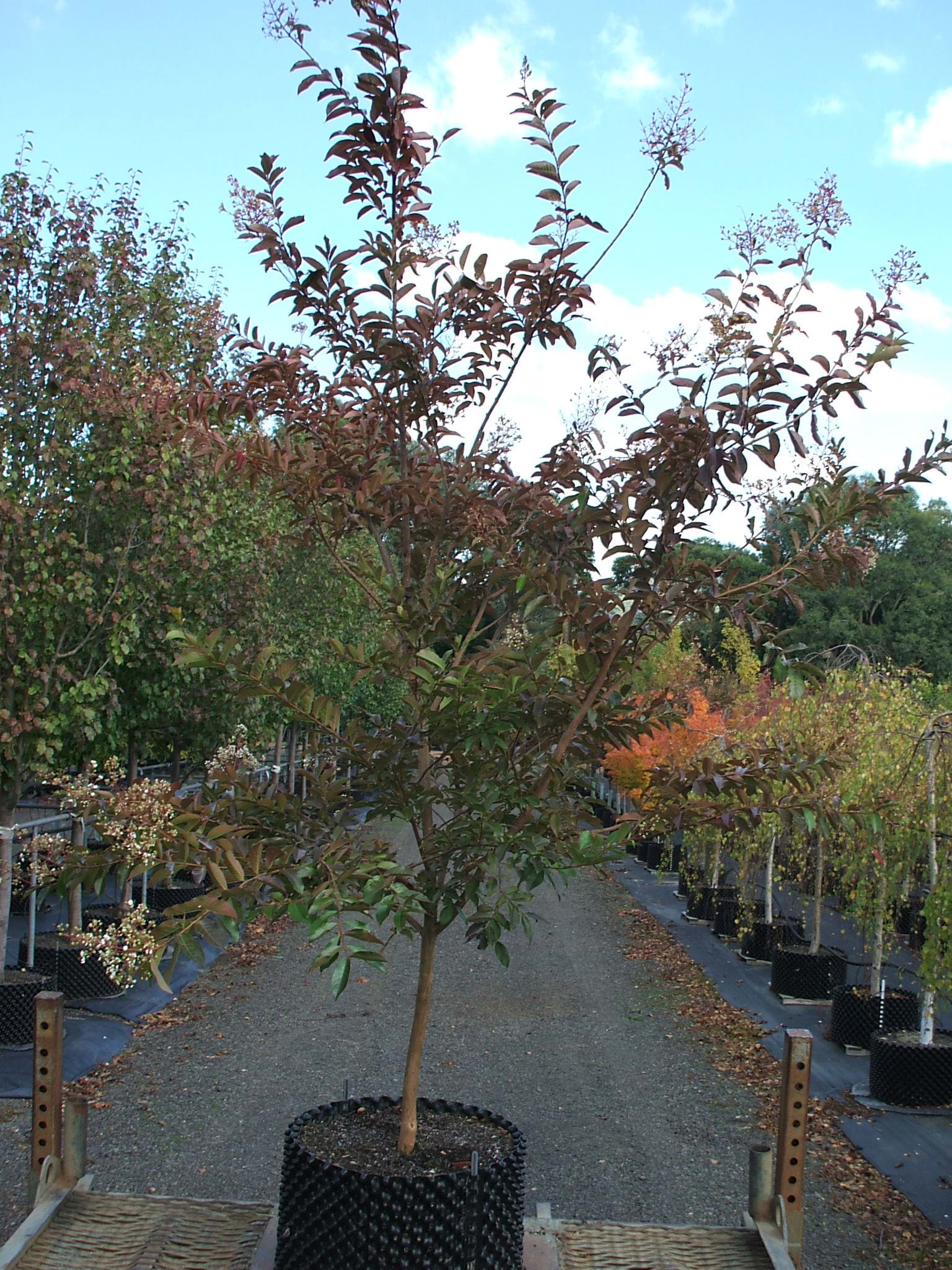 Lagerstroemia indica Natchez- Crepe Myrtle