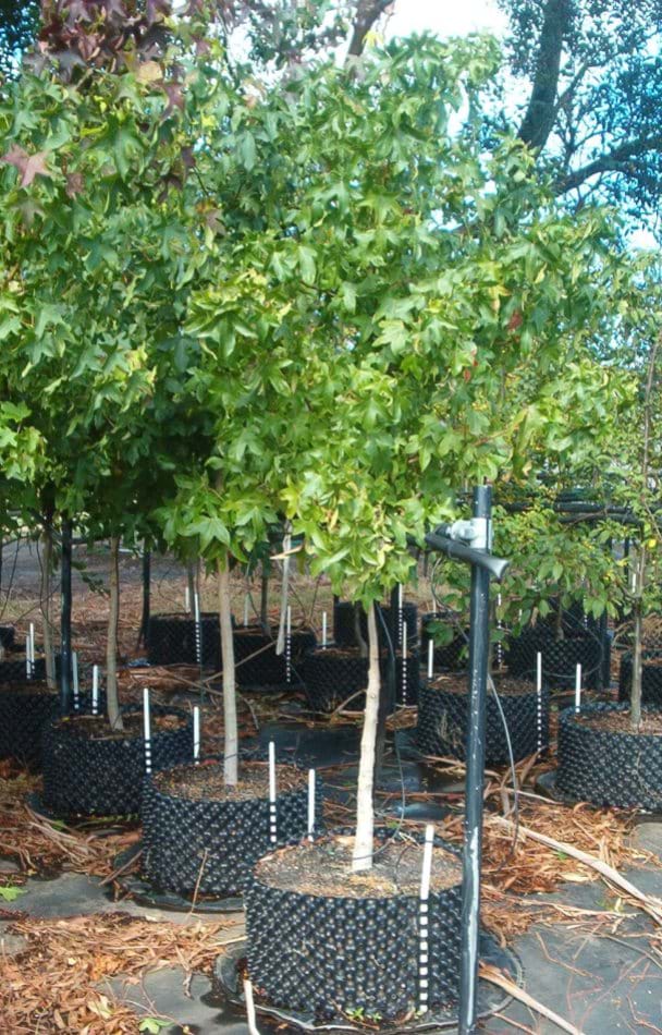 Liquidambar styraciflua