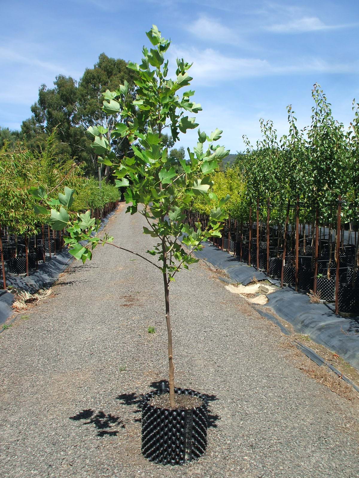 Liriodendron tulipifera