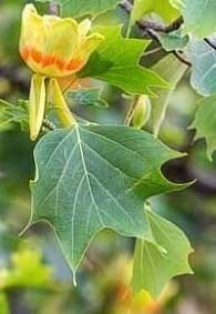 Liriodendron tulipifera leaf