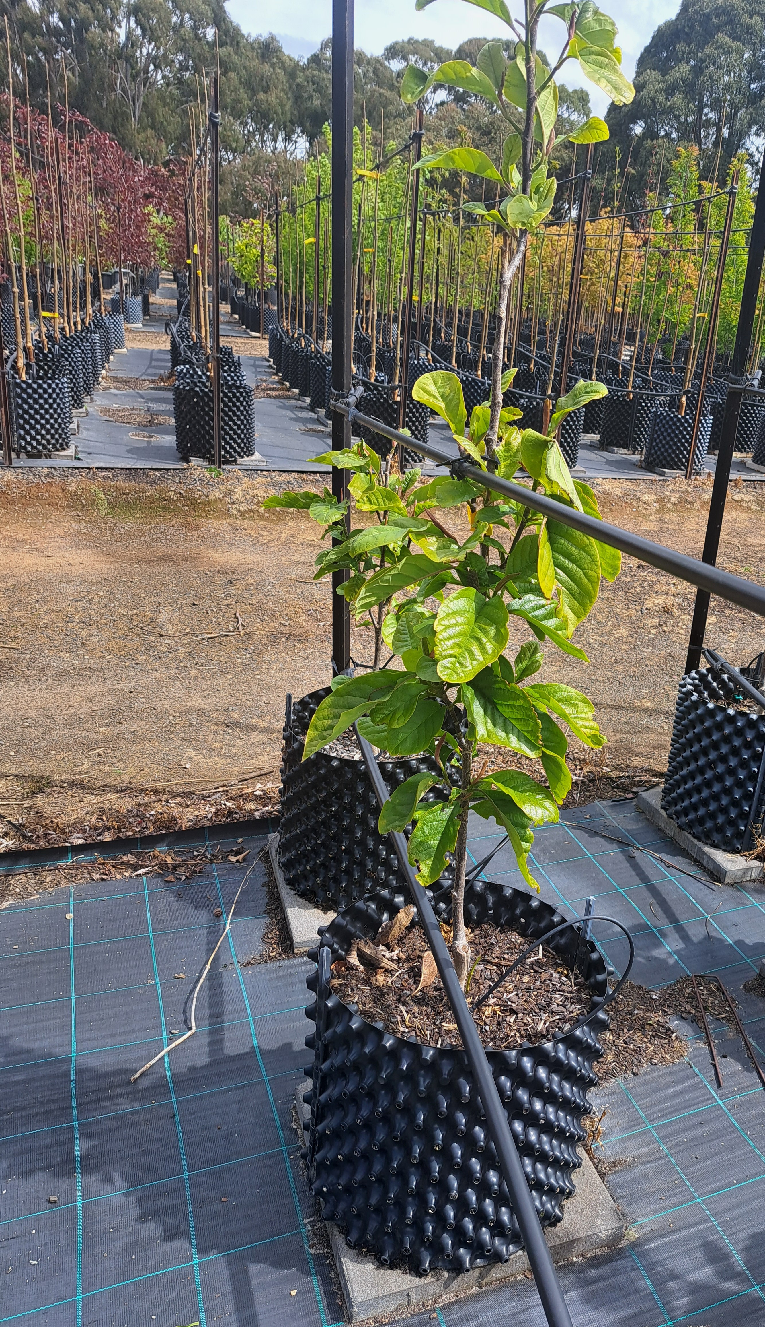 Magnolia Burgundy Star