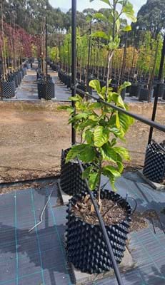 Magnolia Burgundy Star