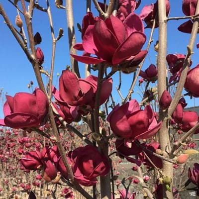 Magnolia Burgundy Star  (pc Green acres)