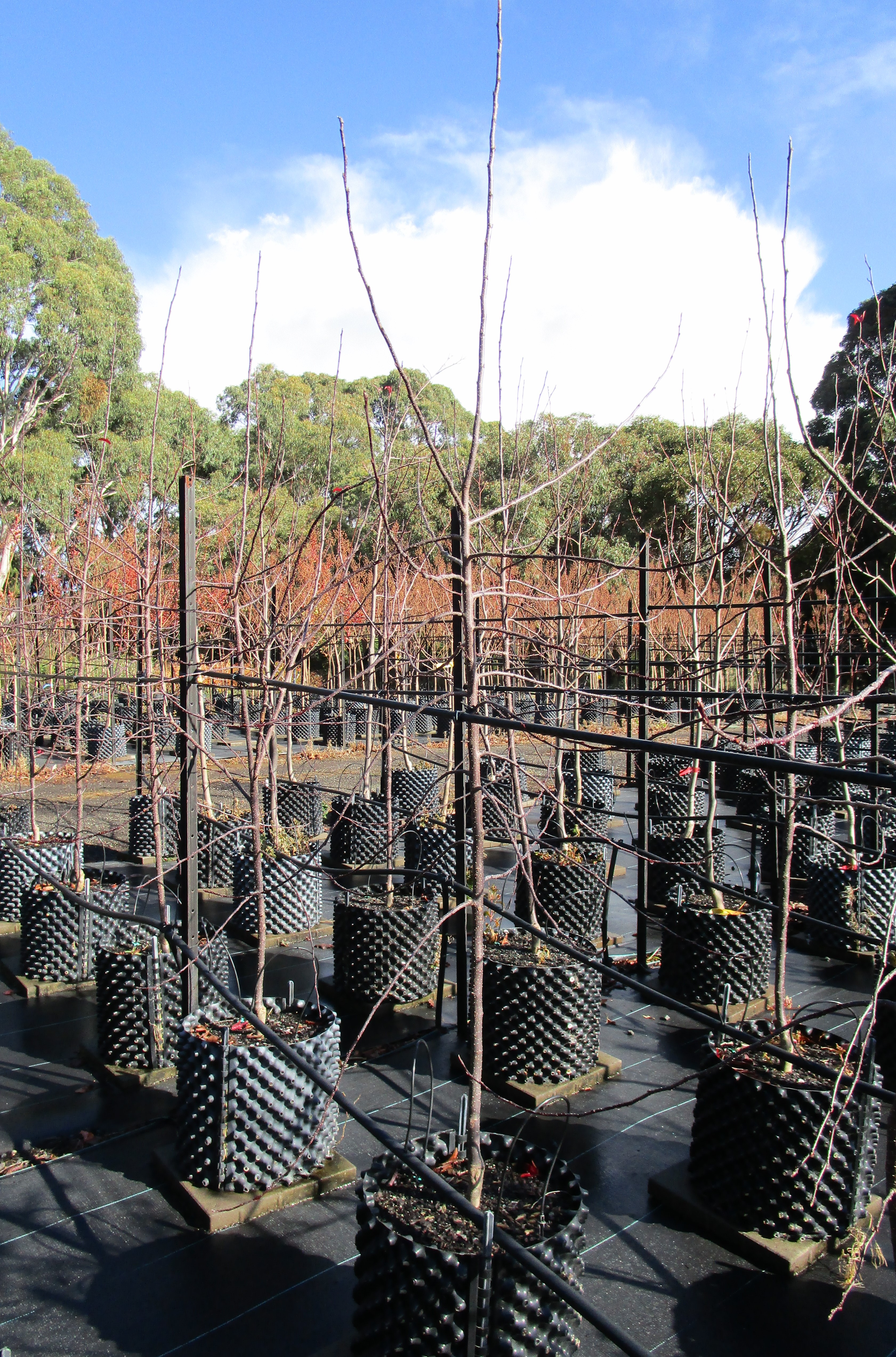 Malus Royal Rain drops