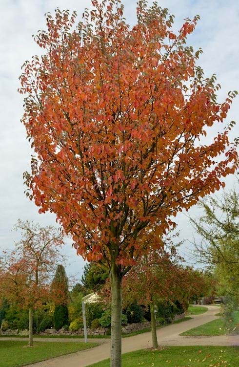 Malus tschonoskii w3.vdberk.co.uk