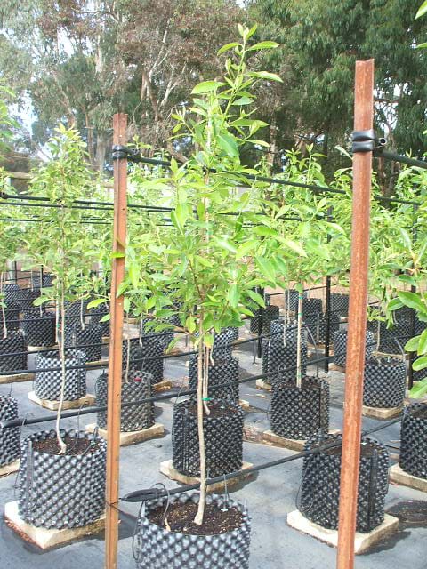 Nyssa sylvatica NXSXF Forum