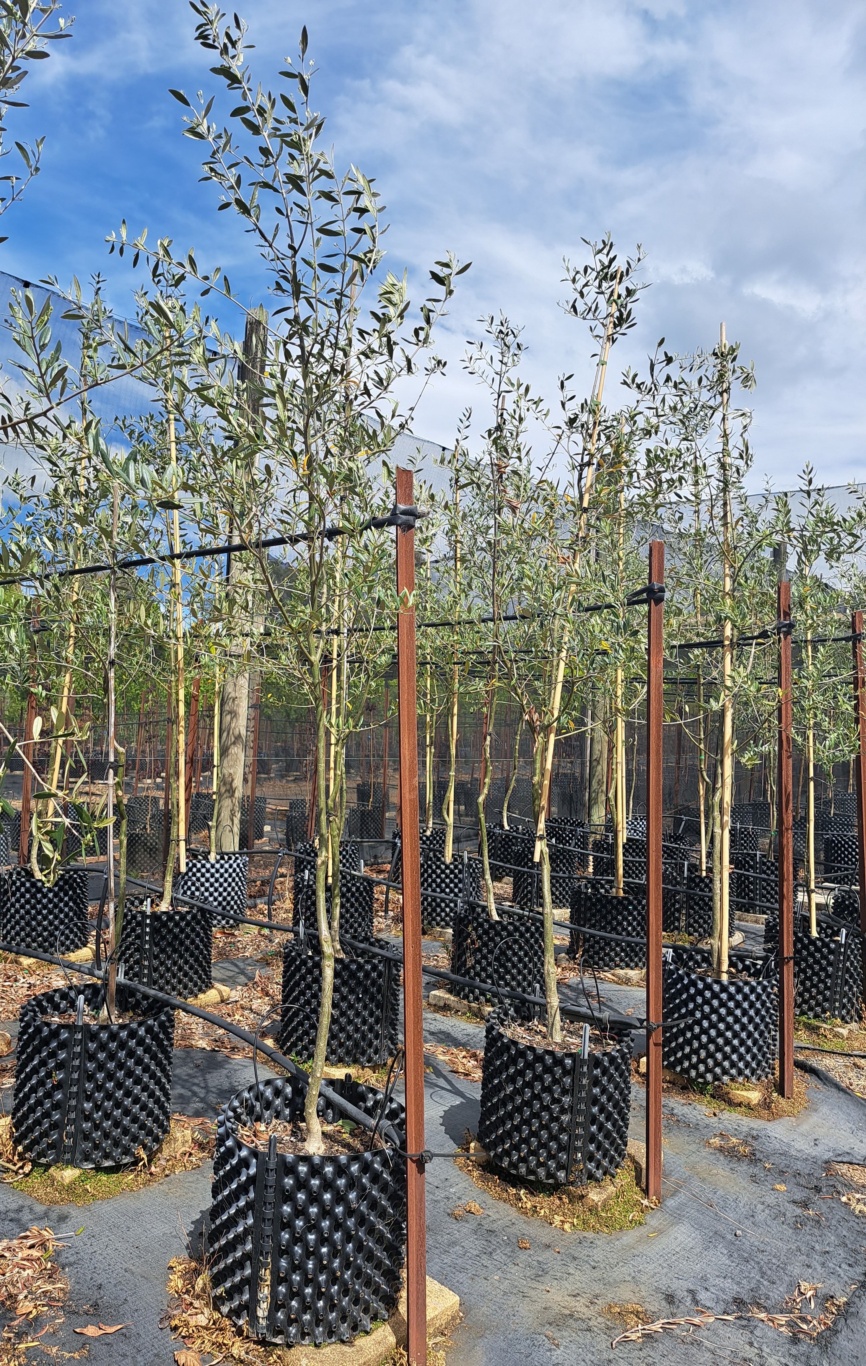 Olea Tolley's Upright