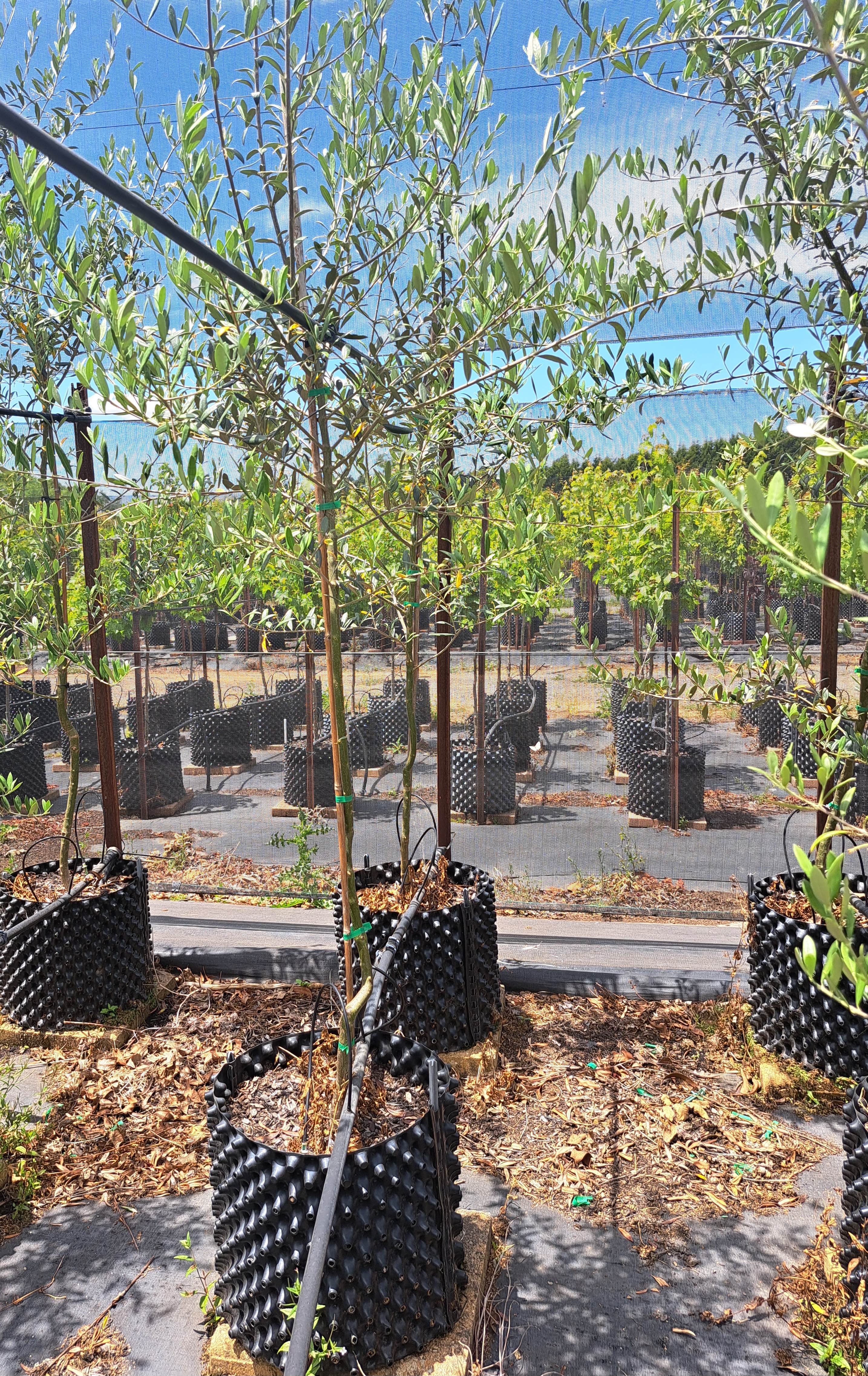 Olea europaea Mission Olive