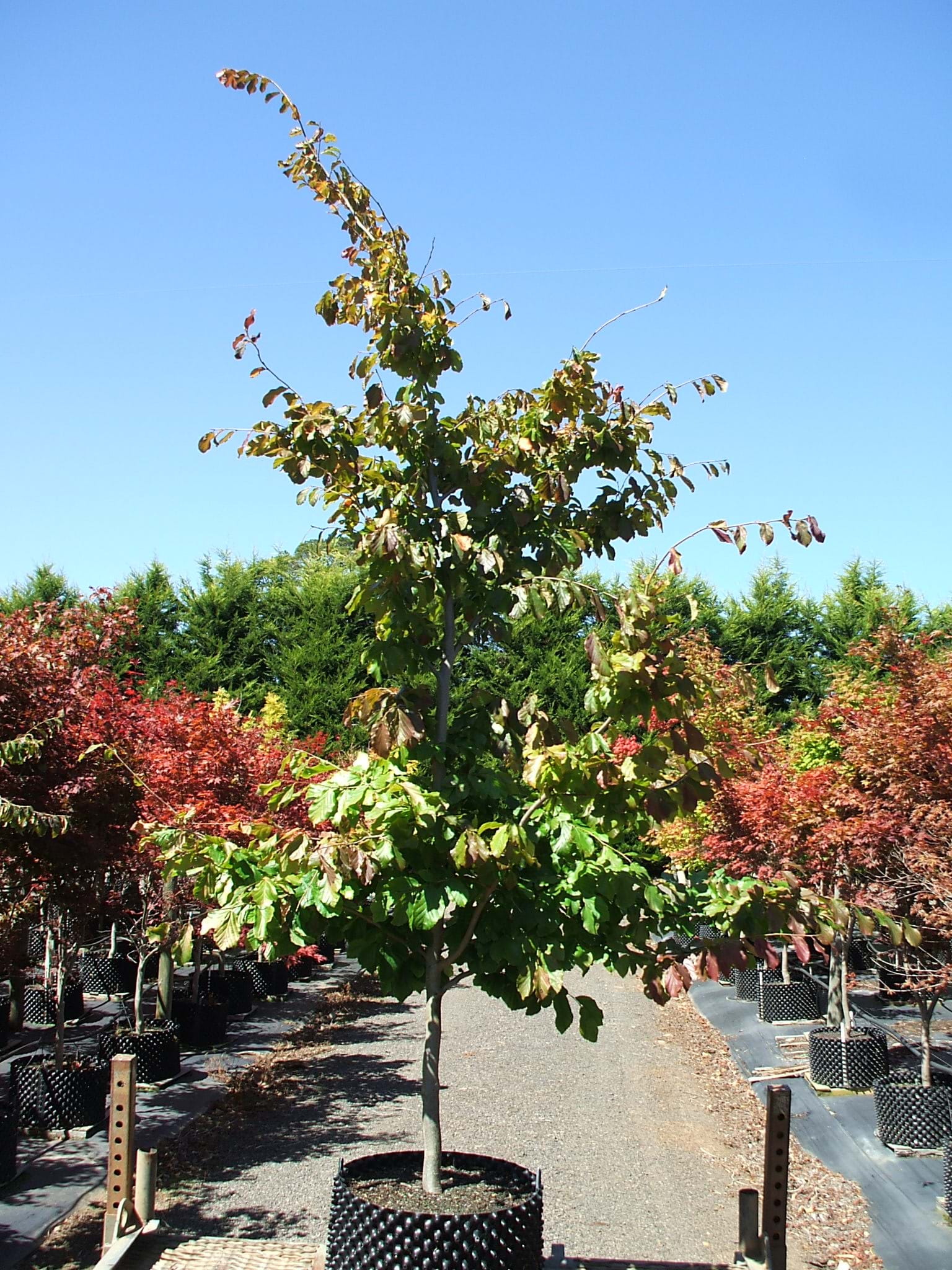 Parrotia persica-PERSIAN WITCHHAZEL