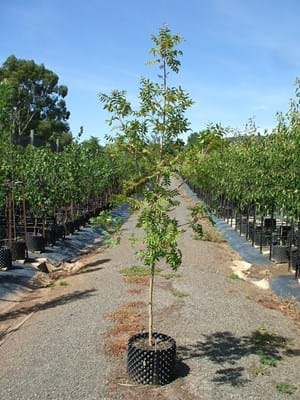 Pistacia chinensis- Chinese Pistacio