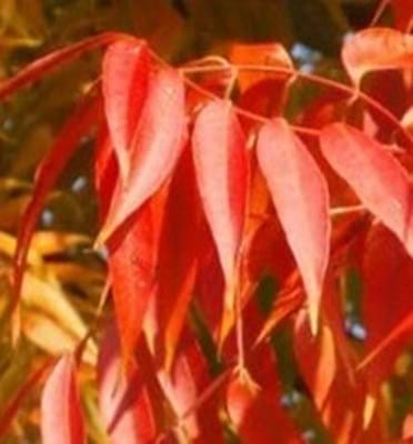 Pistacia chinensis leaf