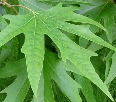 Platanus orientalis didgitata