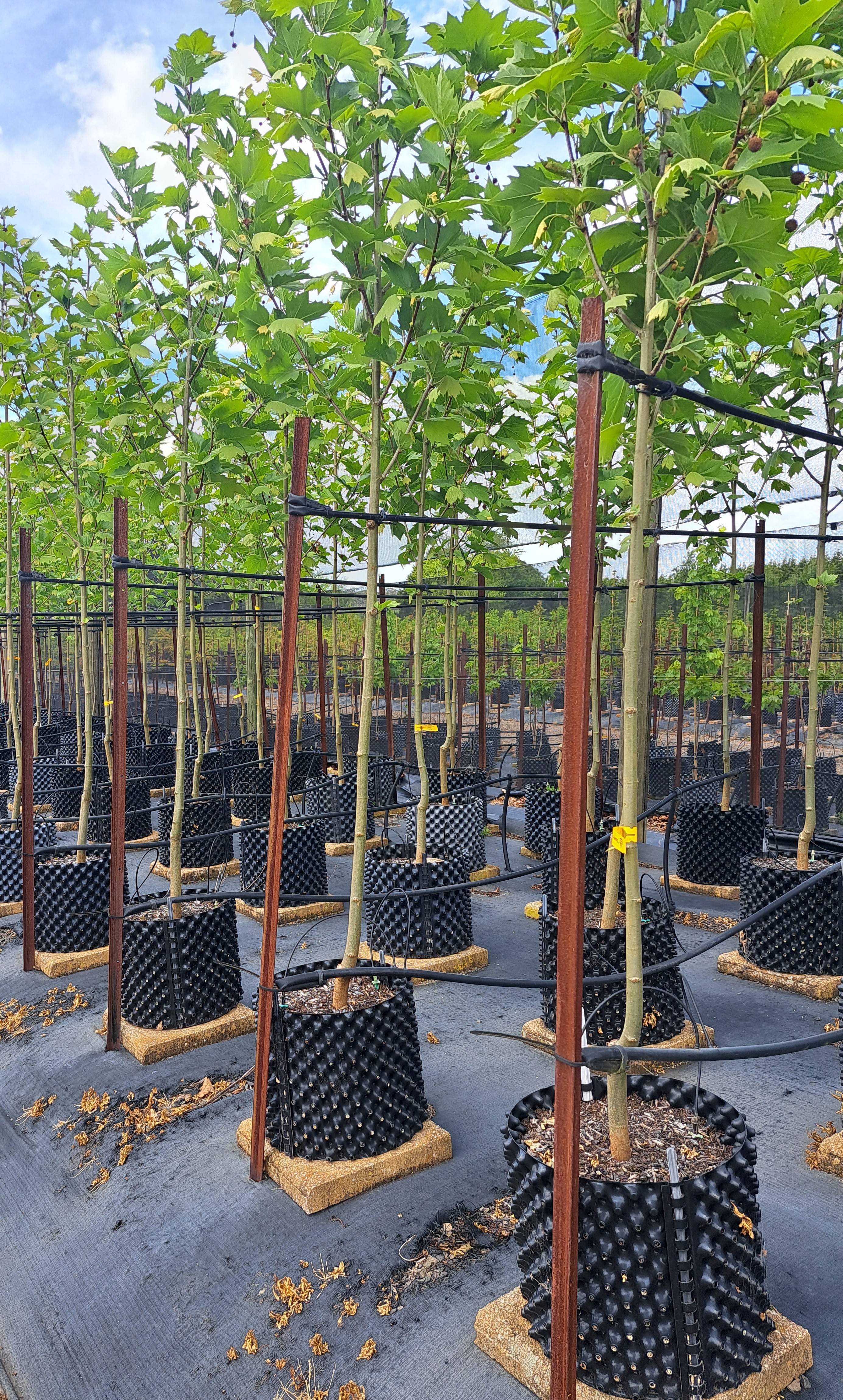 Platanus x acerifolia