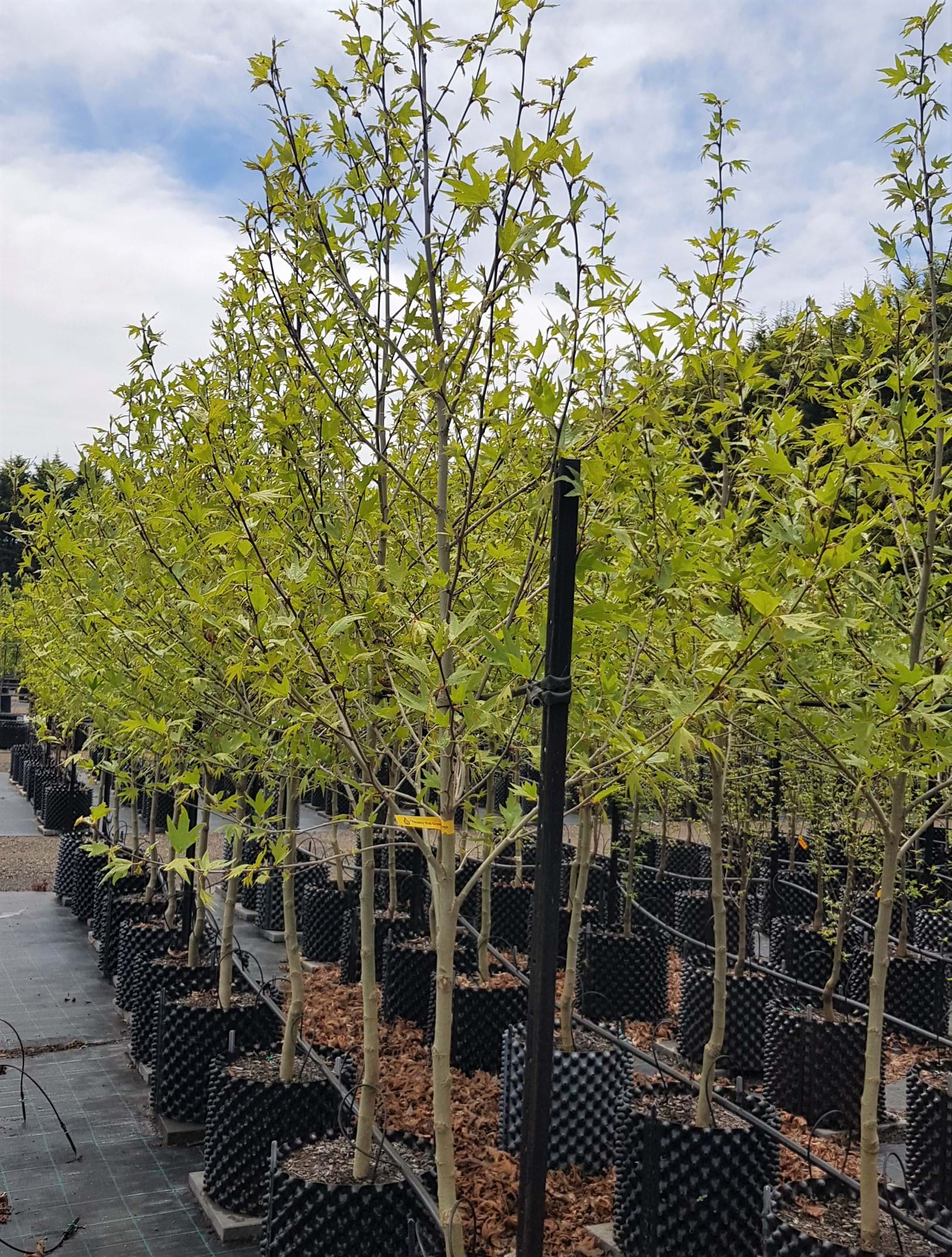 Platanus orientalis Insularis Autumn glory