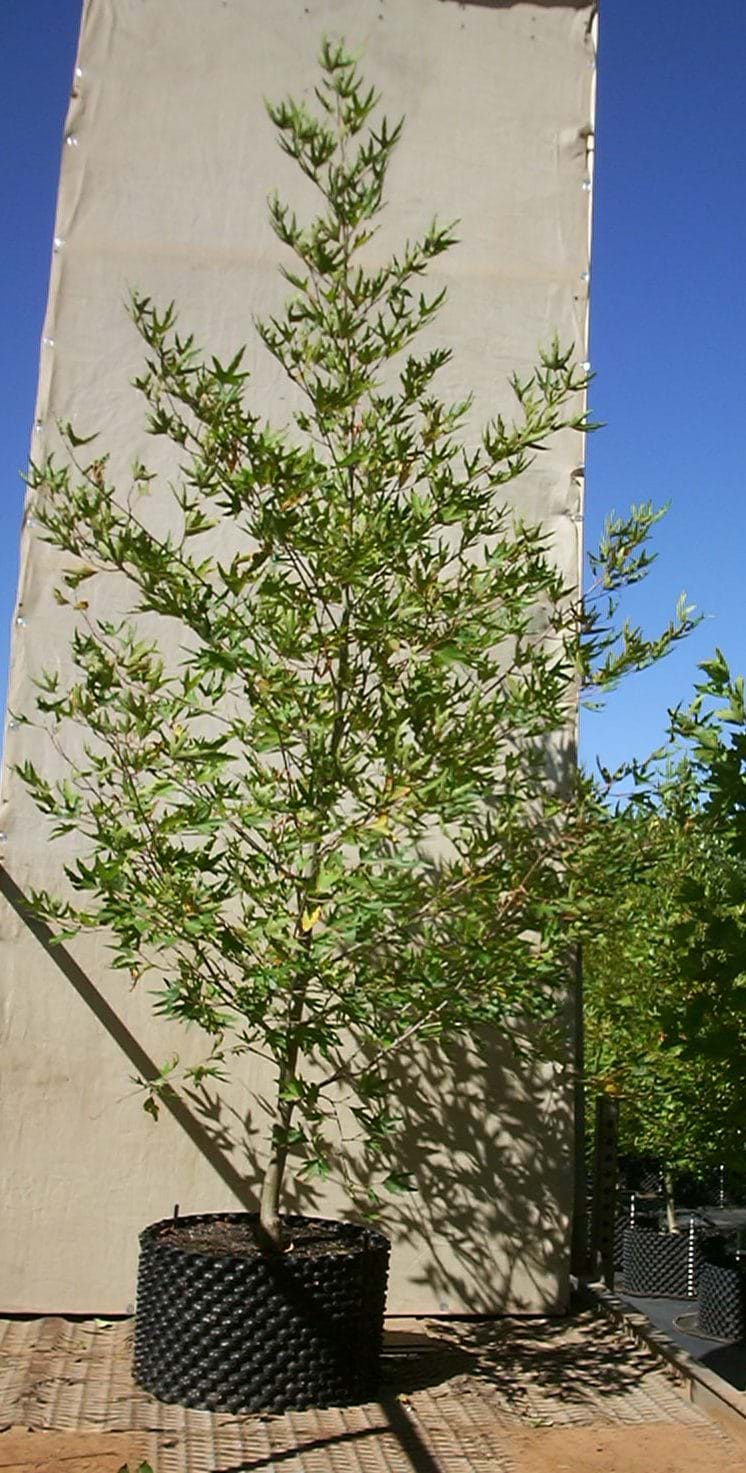 Platanus orientalis Insularis Autumn glory
