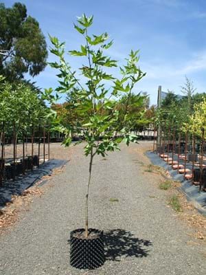 Platanus orientalis Didgitata