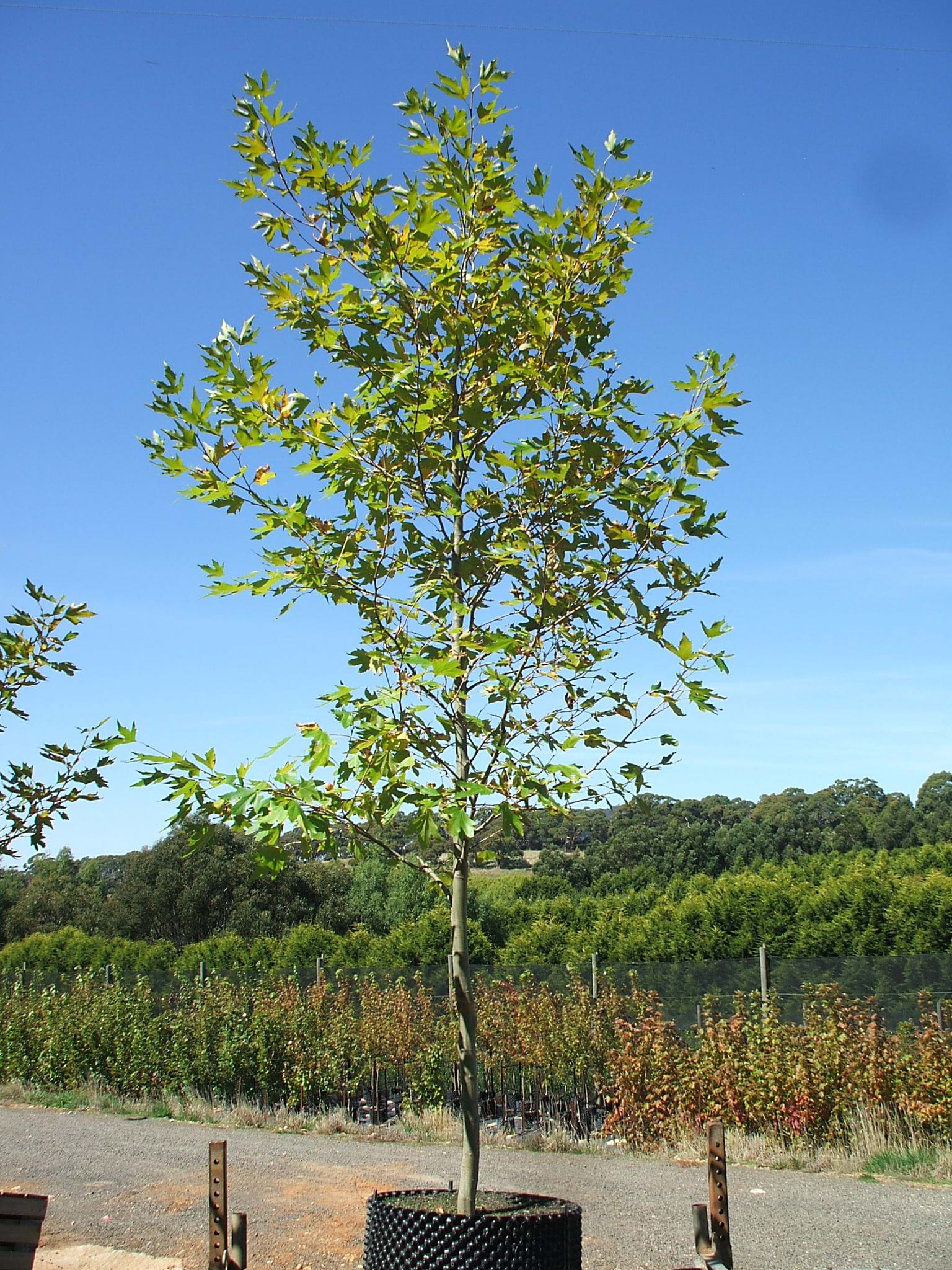 Platanus orientalis Didgitata