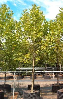 Platanus orientalis Didgitata