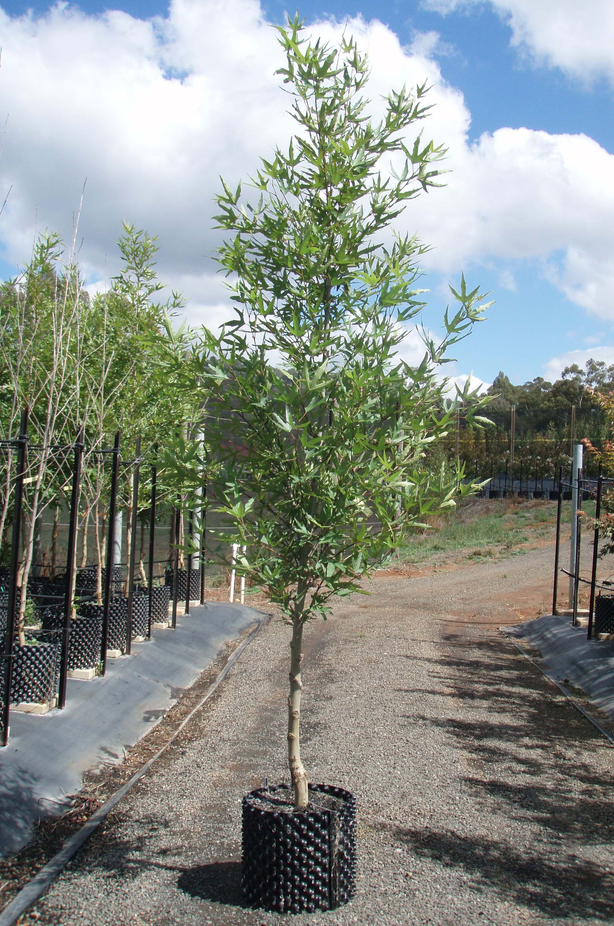 Platanus orientalis Insularis Autumn glory