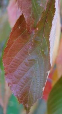 Prunus serrulata Amanogawa