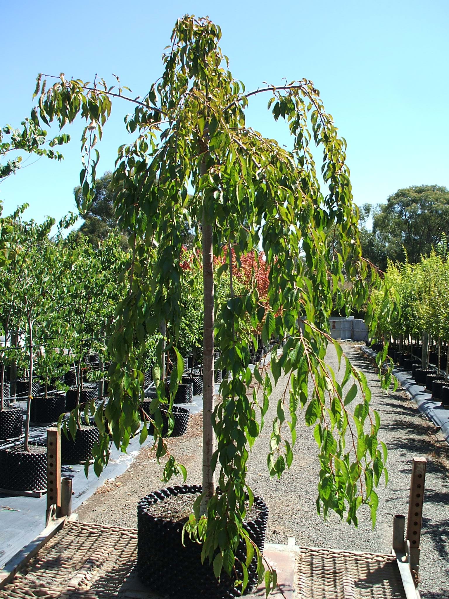 Prunus Cheals