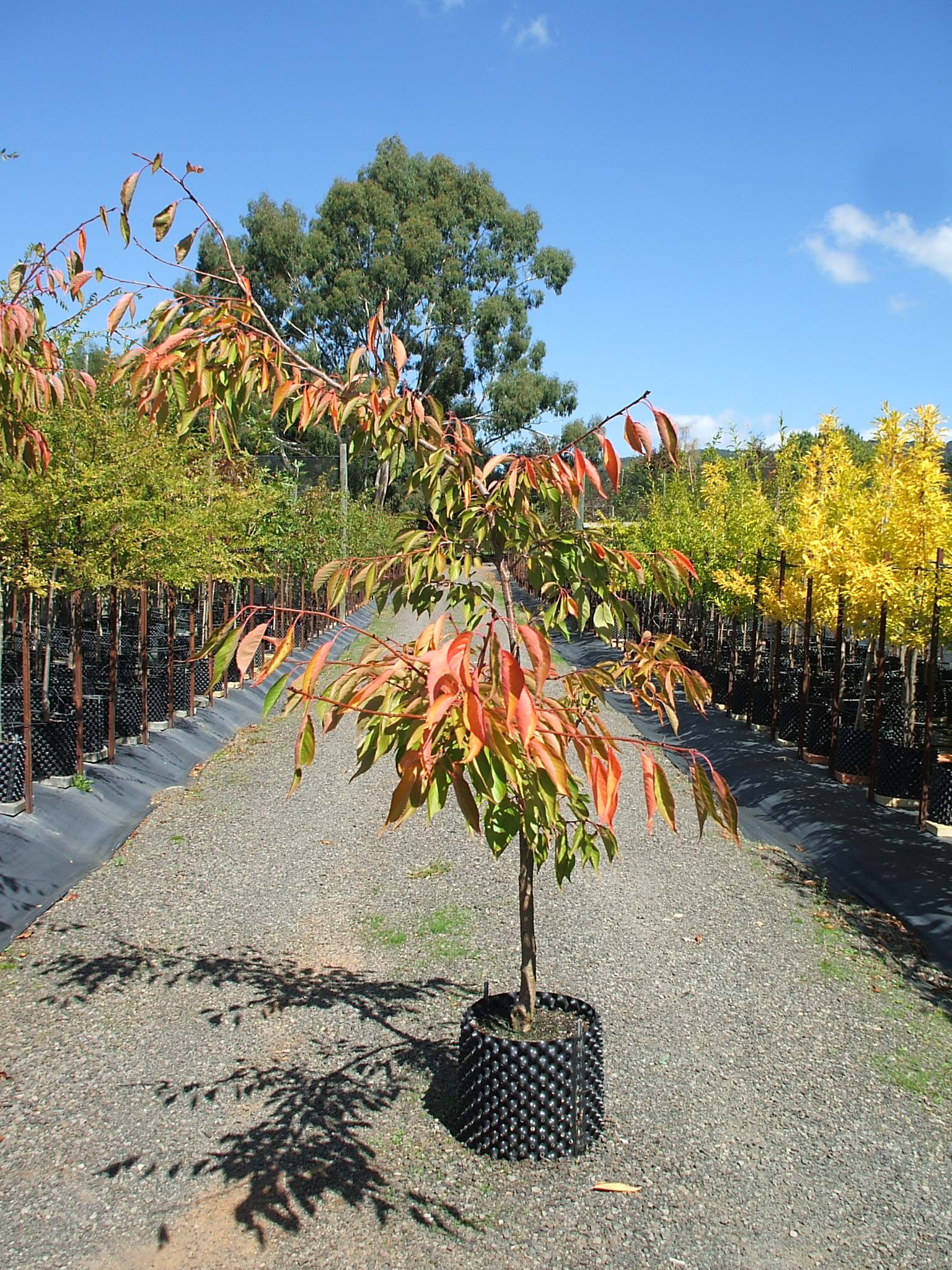 Prunus Mt Fuji Basal Graft