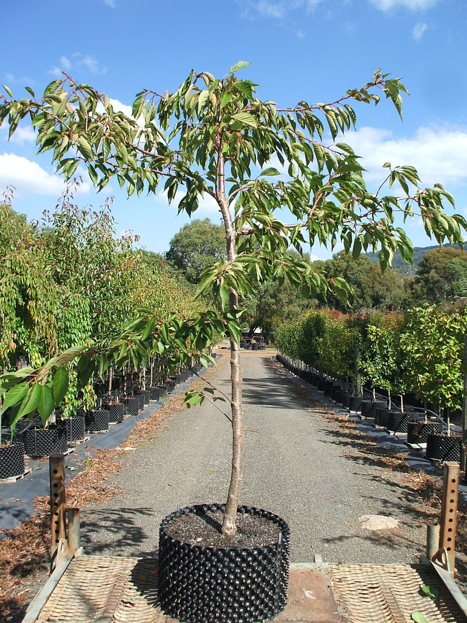 Prunus Mt Fuji Basal Graft