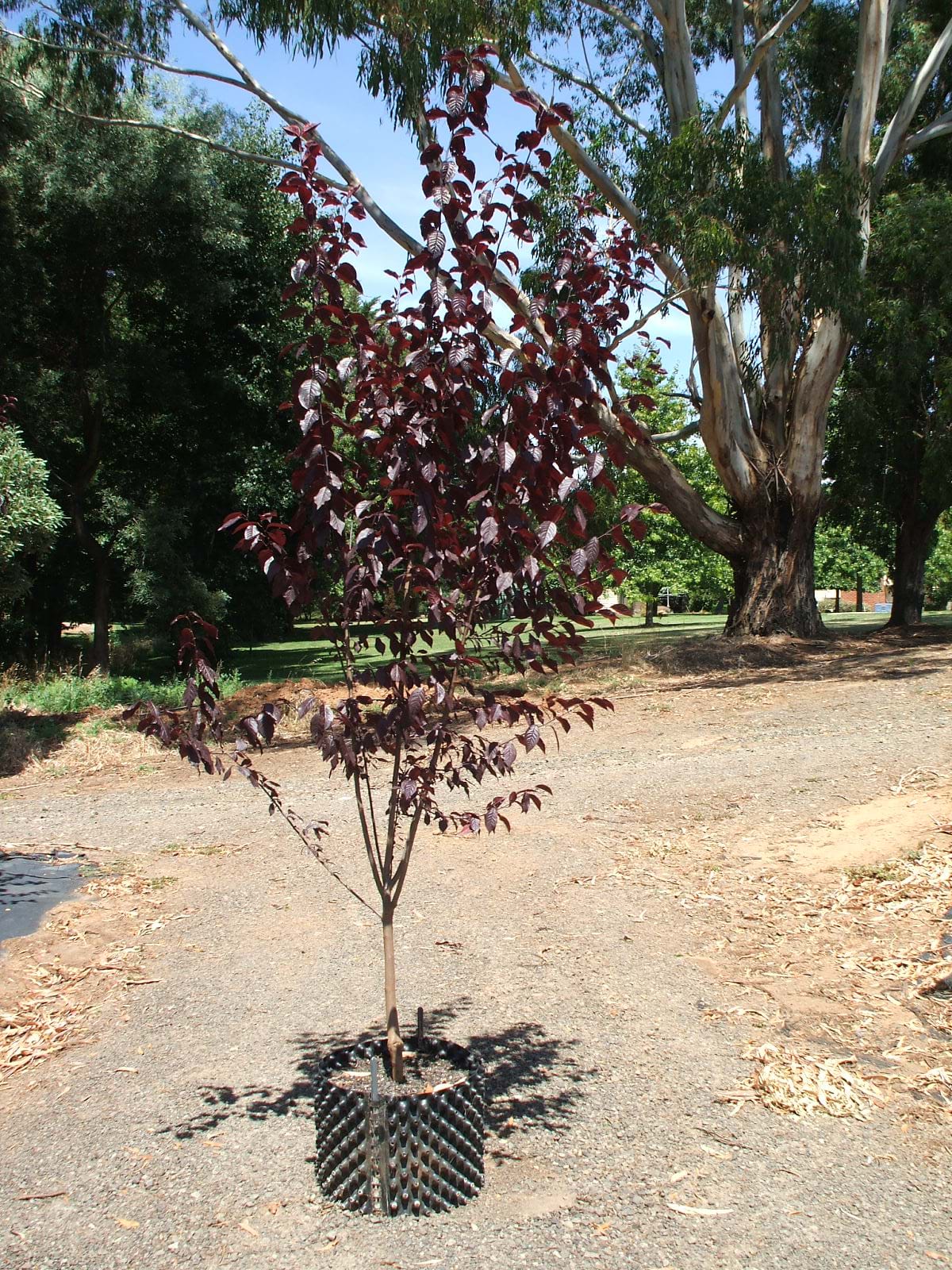 Prunus cerasifera Nigra