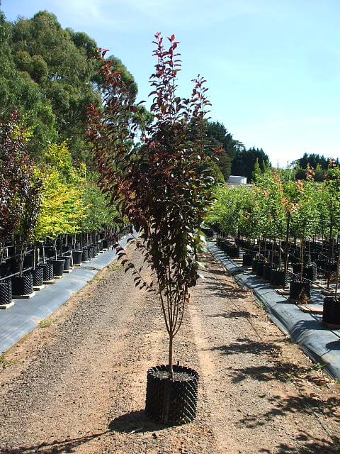 Prunus Oakville Crimson Spire