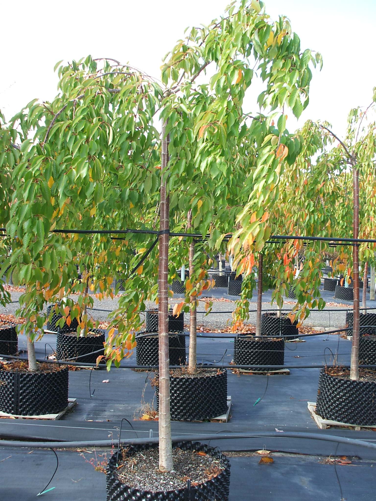 Prunus sub Pendula Alba