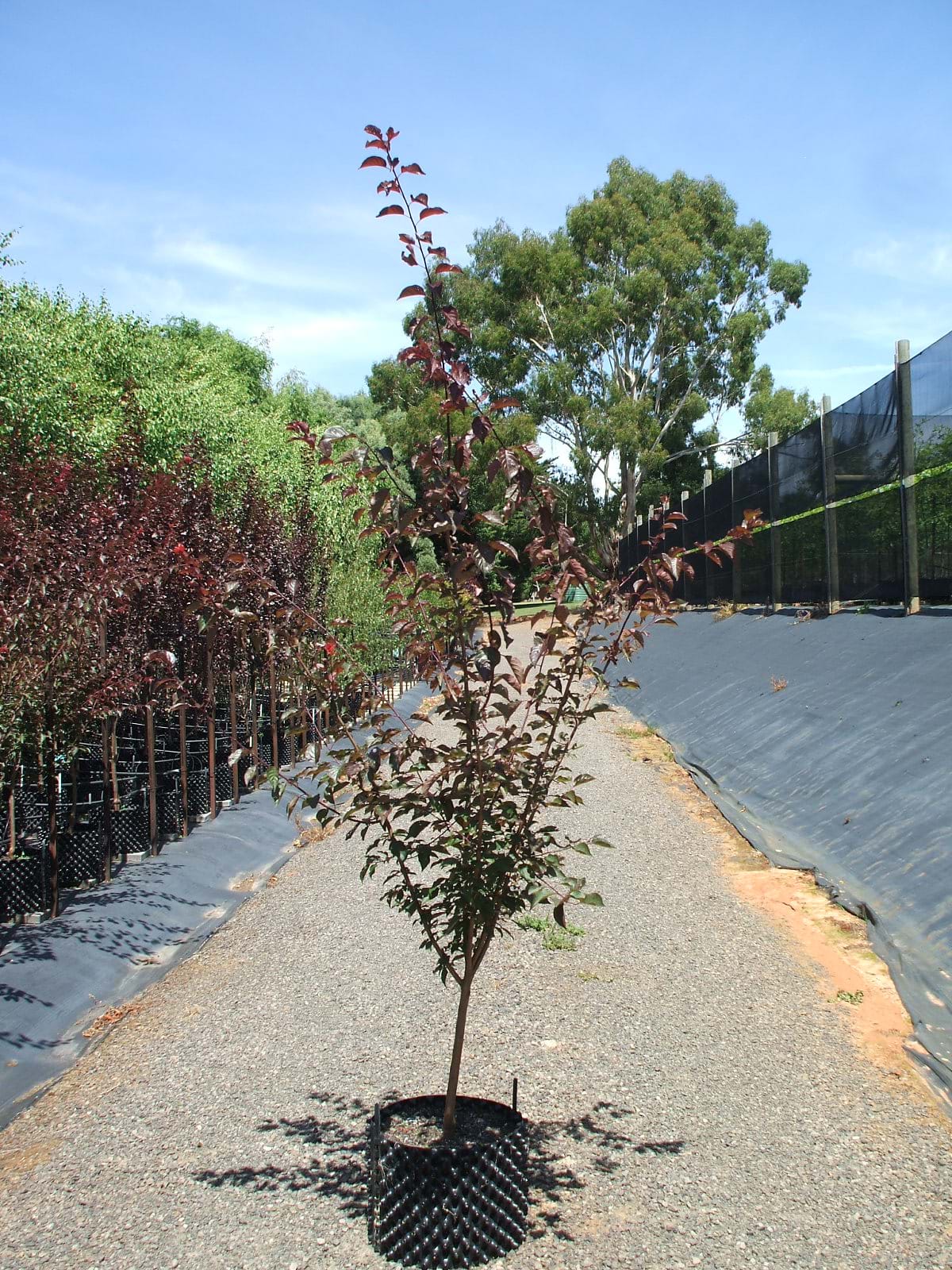 Prunus x blireana DOUBLE FLOWERING CHERRY