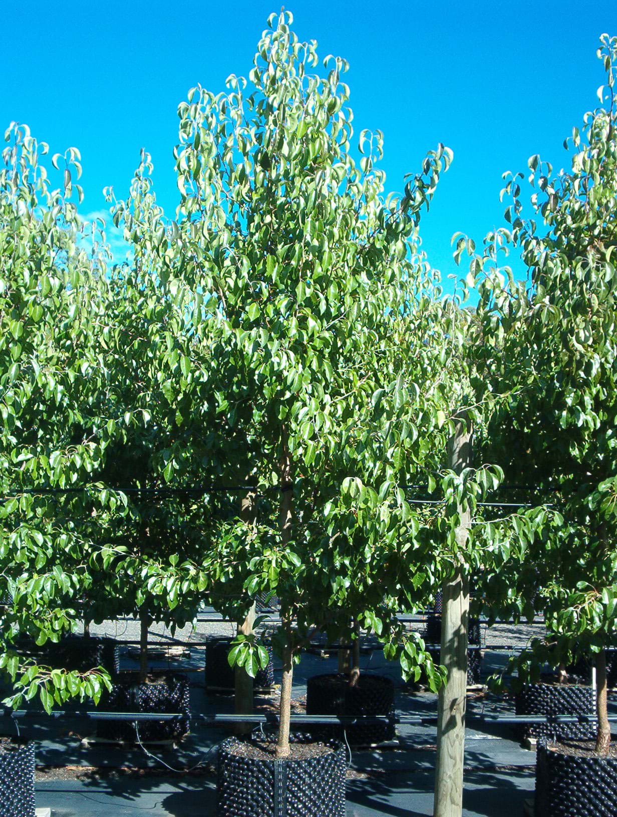 Pyrus betulaefolia x Edgewood