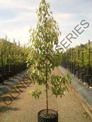 Pyrus betulefolia Southworth DancerTM