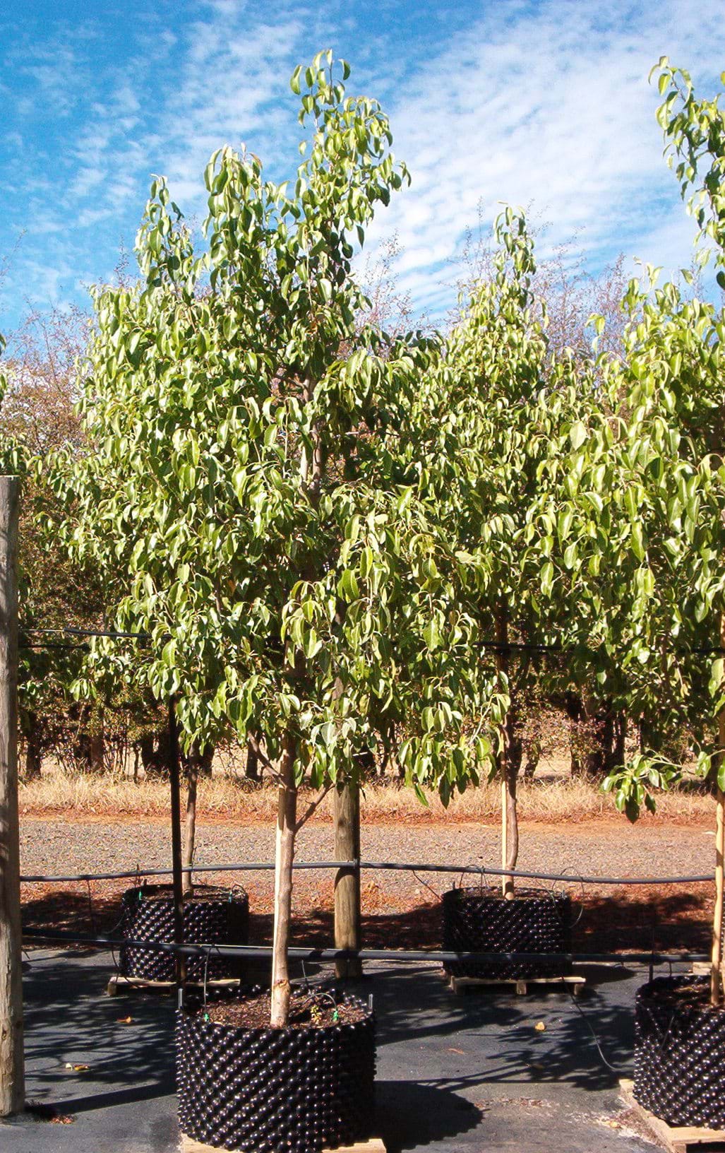 Pyrus betulefolia Southworth DancerTM