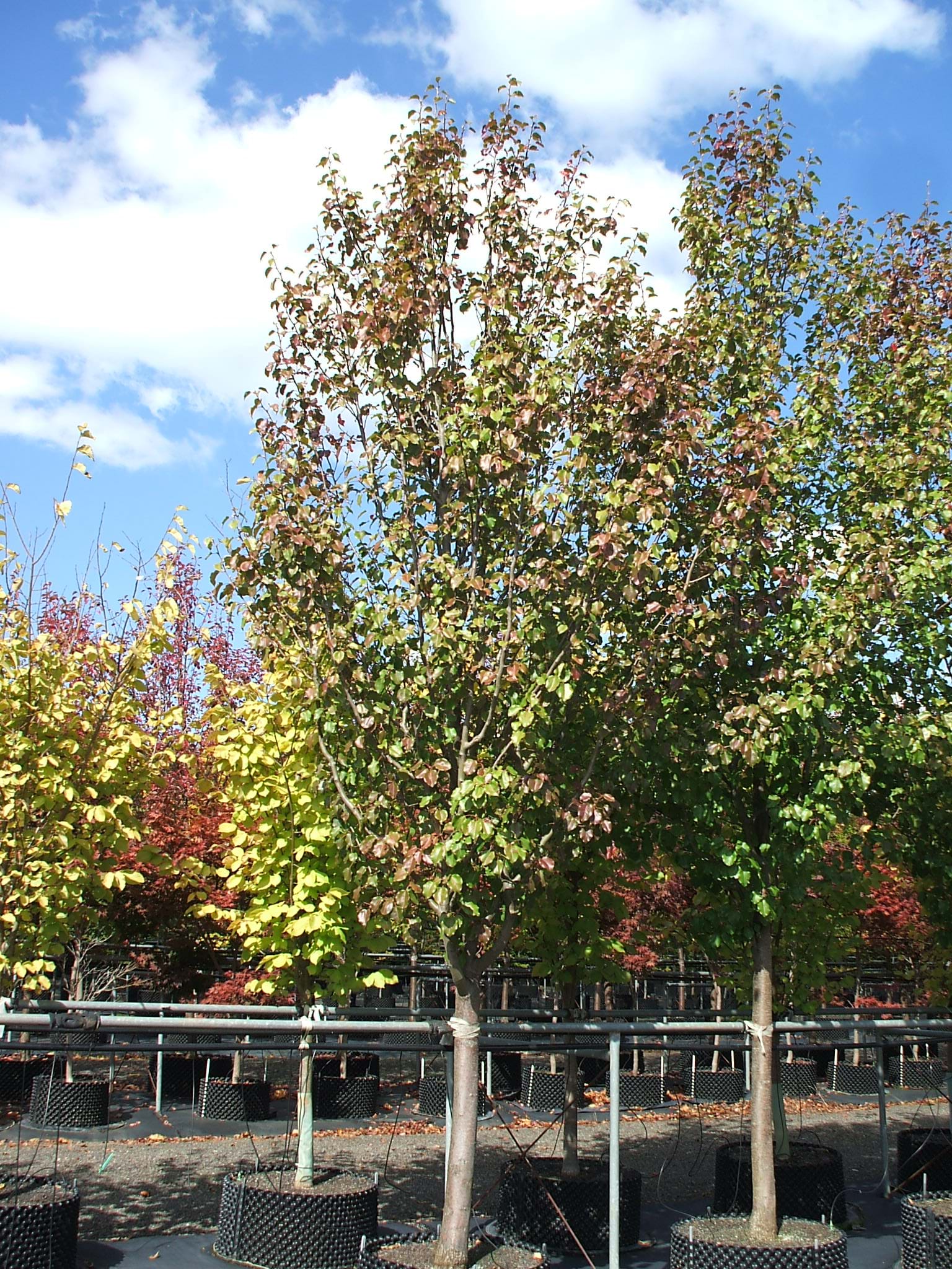 Pyrus calleryana Bradford